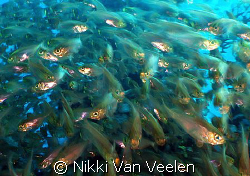Panick! Glassfish taken with a very slow shutter (1/6th) ... by Nikki Van Veelen 